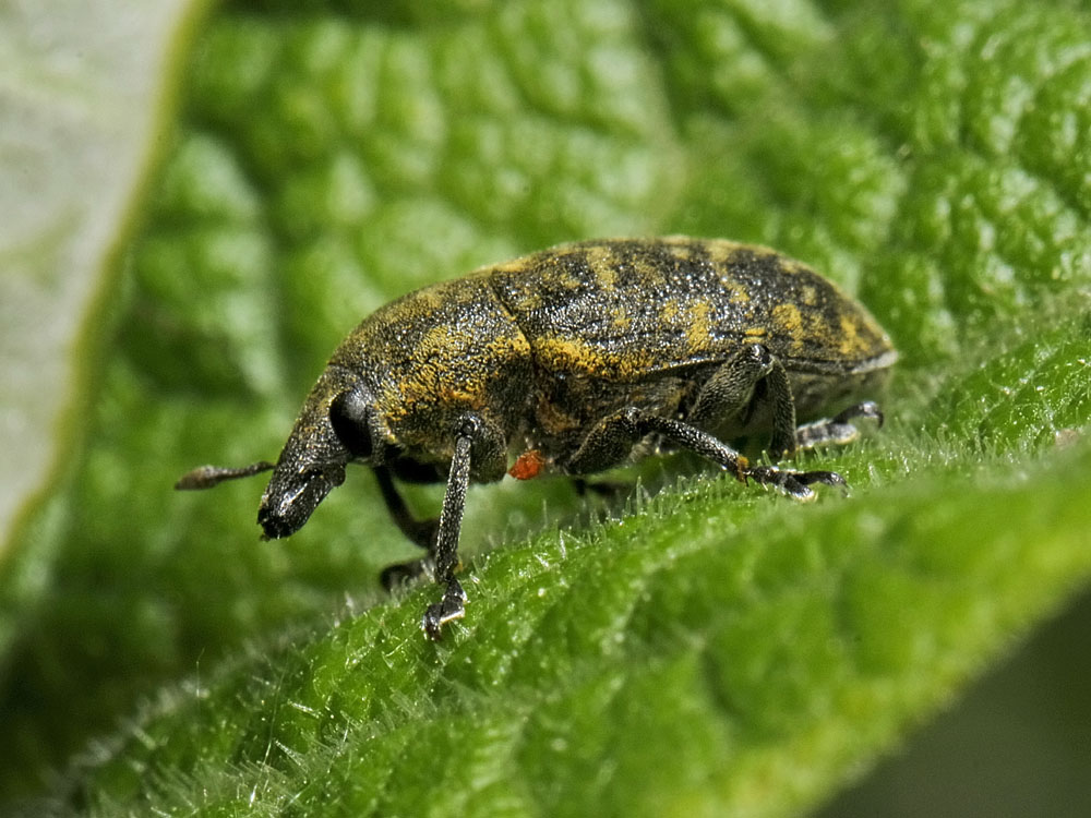 Larinus turbinatus?